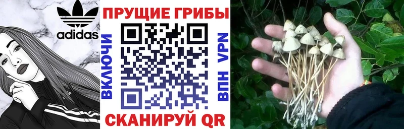 Галлюциногенные грибы Psilocybine cubensis  Сычёвка 